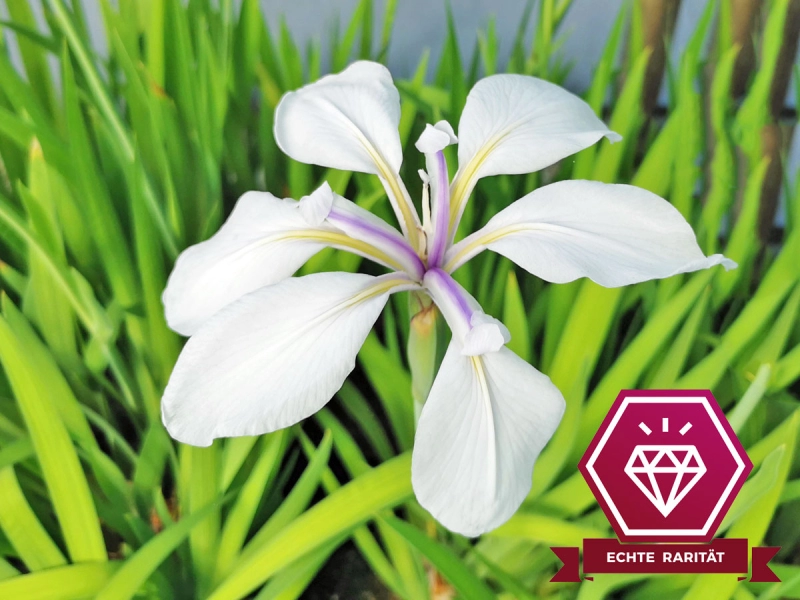 Iris laevigata Alba - weiße Sumpfschwertlilie